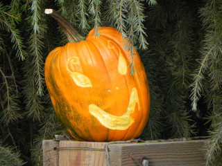 Pixie, Nipomo Pumpkin Patch best carving idea